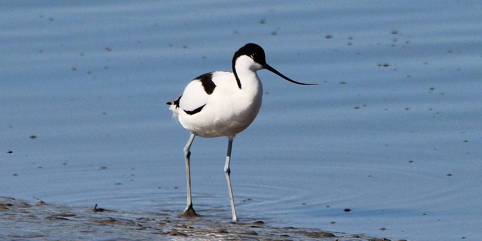 avocet-333774_960_720